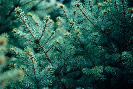 fir tree background with green branch, fluffy young branch fir tree with needlesの写真素材