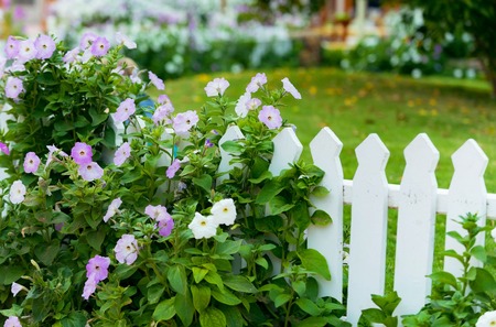 garden with beautiful violet flowers of convolvulus bush and green grass near white wooden fence outdoor on natural backgroundの写真素材