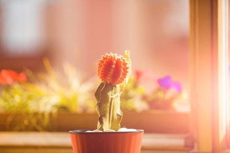 cactus plant in sunlight green and red color in pot on blurred background, gardening and comfortの写真素材