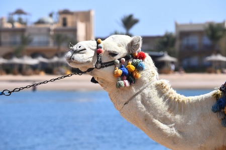 Camel, domestic animal with head decorated by multicolored pompons on background of blue ocean outdoorの写真素材