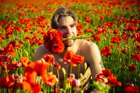guy with muscular body hold flower bouquet in teeth in field of red poppy seed on sunny natural background, summer, drug and love intoxication, opium, valentines dayの写真素材