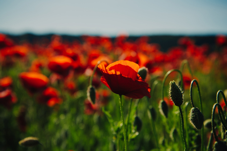 poppy seed or red flower in field on green stem, summer and spring, drug and love intoxication, opiumの写真素材