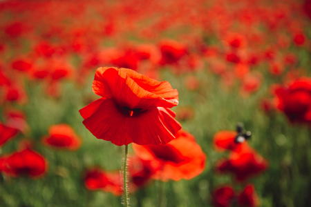 beauty in nature, field of red poppy seed flower on green stem as background, summer and spring, drug and love intoxication, opiumの写真素材
