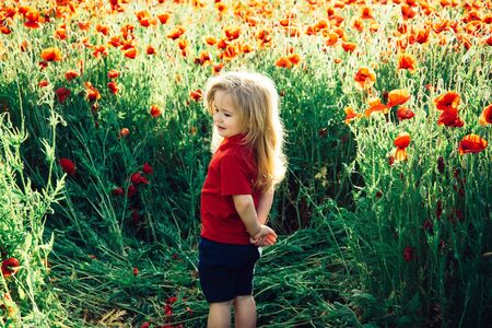 child or smiling little boy with long blonde hair in red shirt in flower field of poppy with green stem on natural background, summer, spring, childhood and happiness, opium, ecology and environmentの写真素材