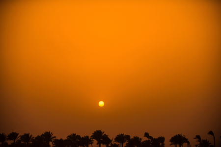 Full moon on yellow sky with tops of palm trees in summer on natural background, copy spaceの写真素材