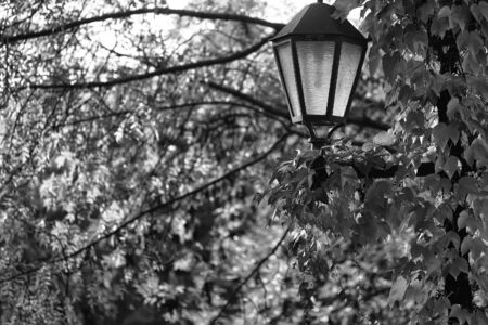 Pretty picturesque view of vintage black lantern on background autumn vivid yellow green foliage of tree beautiful seasonal changes natural wallpaper decor urban scene backdrop outdoor, horizontalの写真素材