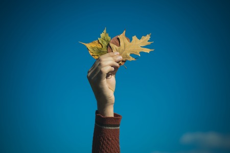 leaves bunch on blue sky background. Floral beauty and environment ecology. Season and autumn. hand with natural yellow fall leaf sunny outdoor. autumn leaves bouquet in male hand.の写真素材