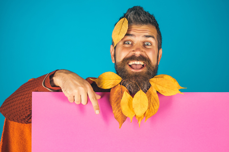 Hipster or happy guy in autumn on blue background. leaves beard at barber and hairdresser. Floral fashion and beauty. Season and autumn. Man with natural yellow fall leaves beard hold paper.の写真素材