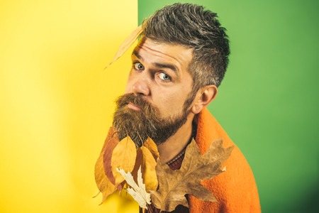 Season and autumn. cold and illness. Hipster or bearded guy in autumn on green background. Man with...