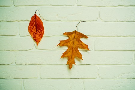autumn leaves on white brick wall. autumn season and weather. autumn background with orange and yellow leaf. vintage seasonal composition. ecology and floral design.の写真素材