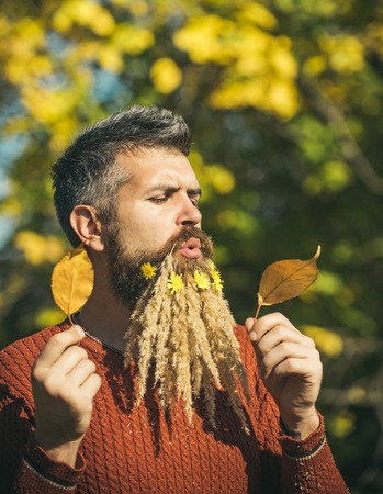 Season and autumn leaves with flower. Floral fashion and beauty. Man with natural spikelet beard sunny fall. Spikelet beard at barber and hairdresser. Hipster or bearded guy in autumn nature outdoor.の写真素材