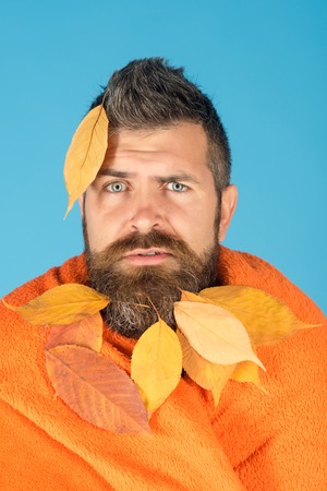 Season and autumn. Hipster or bearded guy in autumn on blue background. Man with natural yellow fall leaves beard in plaid. cold and illness. leaves beard at barber and hairdresser.の写真素材