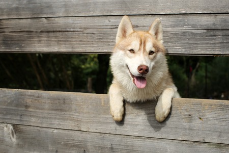New year, christmas, xmas. Pet and animal, Siberian husky, dog year. Zoo, shelter, farm or...