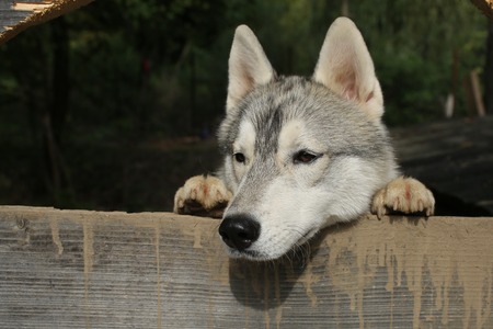 Zoo, shelter, farm or captivity. Husky or wolf at wooden background, copy space. New year,...