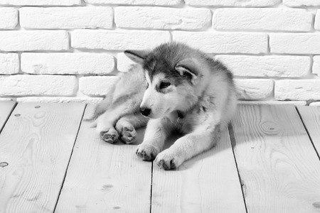 cute adorable husky puppy dog domestic pet with black nose and gray soft fur laying on vintage wooden floor on brick white wall backgroundの写真素材