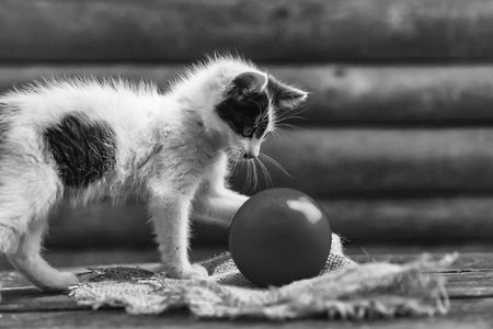 Cute kitten, cat pet, small domestic animal with furry coat, black and white, playing with yellow ball on wooden fence on sunny day outdoors on natural backgroundの写真素材