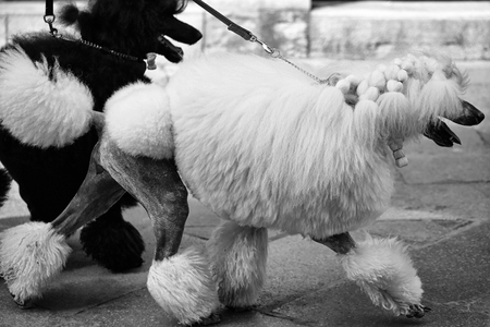 Photo of two elegant standard poodles breed dogs pets white and black coat colors continental clip...