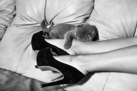 Beautiful female legs in black leather shoes with high heels and grey cute kitten on couchの写真素材