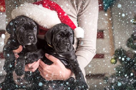new year christmas snow concept Year of dog, holiday celebration. New year, cute puppy at female hand. Pet and animal, dog year, gift. winter party. Cane corso puppy at Christmas tree.の写真素材