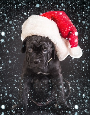 new year christmas snow concept santa Cane corso puppy at Christmas in hat. Year of dog, holiday celebration. pet present and winter party. New year, cute puppy on grey background. Pet and animalの写真素材