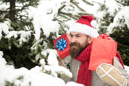 Bearded man in santa hat at new year. Happy holiday and xmas. Boxing day, party celebration. Christmas happy man with beard hold present box. Hipster santa at Christmas tree in snowy winter forest.の写真素材