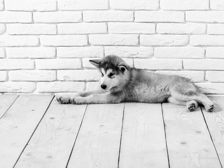 cute adorable husky puppy dog domestic pet with black nose and gray soft fur laying on vintage wooden floor on brick white wall background, copy spaceの写真素材
