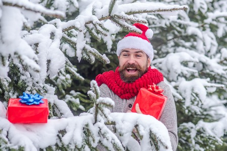 Happy holiday and xmas. Christmas happy man with beard hold present box. Bearded man in santa hat at new year. Hipster santa at Christmas tree in snowy winter forest. Boxing day, party celebration.の写真素材
