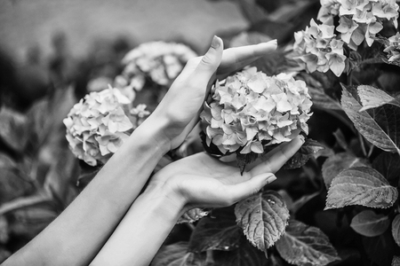 Beautiful female hands touch light purple hydrangea blossoming flowers in summer garden on natural...