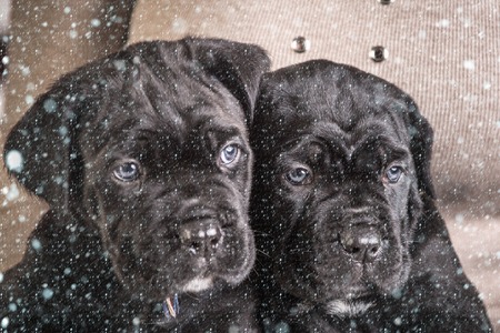 christmas and new year snow concept pet present and winter party. New year, cute puppy. Year of dog,...