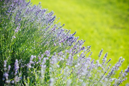 Beauty of nature. Lavender blossoming on sunny field. Bloom, flowering, aroma concept. Flowers with violet petals on green grass landscape. Summer or spring season.の写真素材
