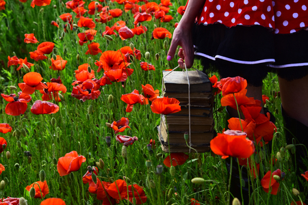 Drug, narcotics, opium, study. Opium poppy, agile business, ecology. Education, business, grammar, woman with books. Poppy, new technology, Remembrance day. Journalism and writing, summer. knowledgeの写真素材