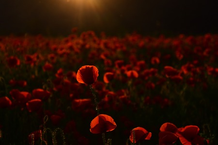 small poppy shoots in a green field with red petals, narcoticsの写真素材
