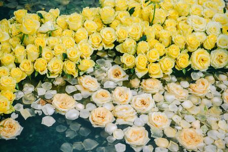 Roses with yellow buds in water. Spa composition with flower petals. Aroma, aromatherapy, therapy, treatment, wellness. Valentines day, love, spring, romance. Floristry, decor, design, floral shop.の写真素材