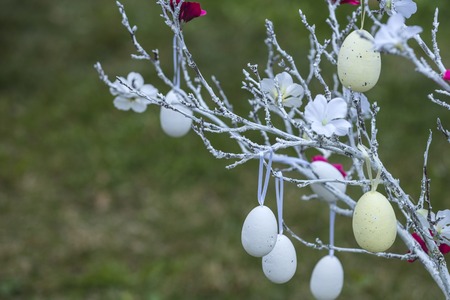 Egg collection hang on spring tree. Egg decoration for easter holiday celebration.
