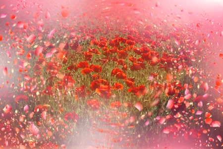 Flowers in meadow. Poppy flowers meadowの写真素材