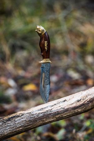 Hunting concept. Hunting knife stabbed into log. Antique knife with decorative elements inserted into log or wood with fallen leaves on background, defocused.の写真素材