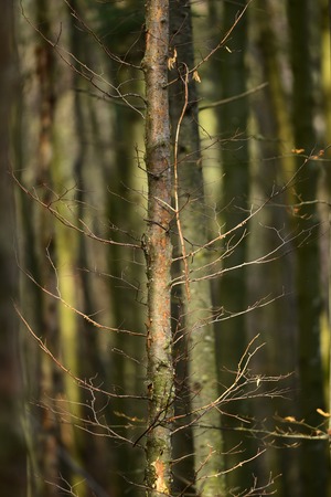 Old dry trees in autumn forest under sunlight. Deciduous forest, landscape. Trees without leaves in...