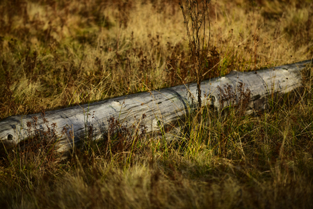 Old tree without bark lies. Nature concept. Log lies in dry grass and is illuminated by sun, autumn landscape.の写真素材