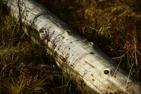 Log lies in dry grass and is illuminated by sun, autumn landscape. Old tree without bark lies. Nature concept.の写真素材