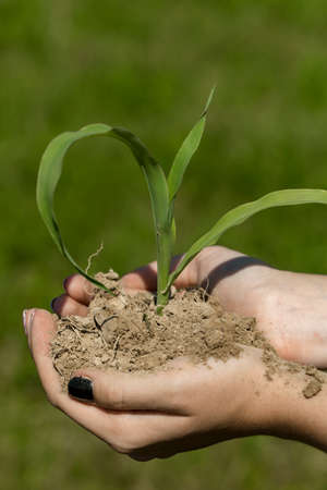 hand hold sprout in ground, new life. Agriculture, growing plants, plant seedling. protect nature, nurturing baby plant. concept of ecology, environmental protection. Farming, business, organic.の写真素材