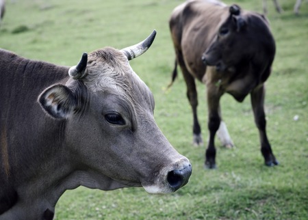 Cow in countryside pasture, ecology.