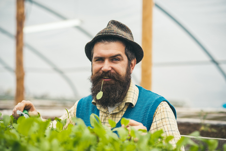 Closeup gardener in fedora hat planting seeds. Bearded man with blue eyes in retro outfit holding gardening fork while chewing green leaves.の写真素材