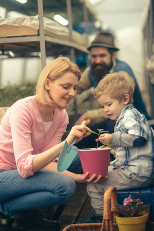 Mum showing her son tender leaves of small flower in hot pink pot while holding gardening spade. Happy family working together in greenhouse.の写真素材