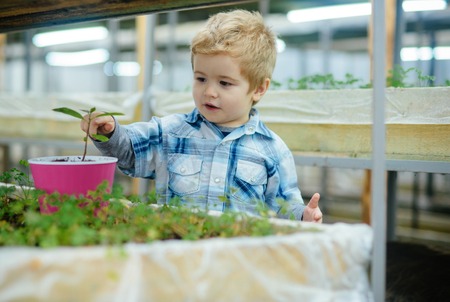 Little blond boy planting flower in pink pot. Fun time at greenhouse, happy childhood conceptの写真素材