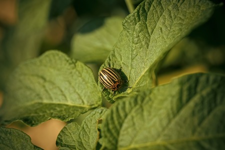 Colorado potato beetle, harvest.