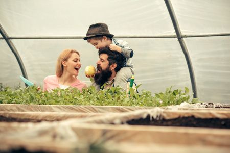 Little kid in fedora hat feeding his parents with apple while sitting on daddys shoulders. Bearded man with his family in greenhouse.の写真素材