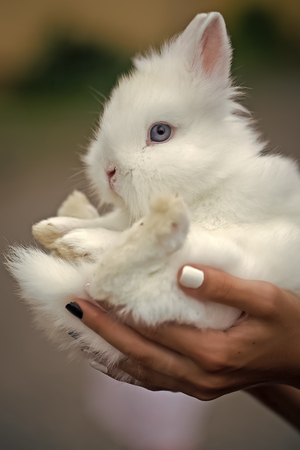 Cute white rabbit in handsの写真素材