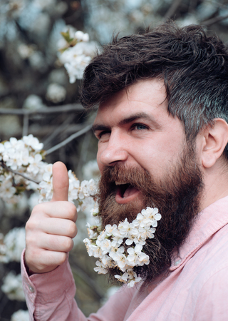 Spring mood concept. Bearded male face near blooming cherry tree. Hipster with cherry blossom in beard shows thumb up. Man with beard and mustache on happy face near tender white flowers, close up.の写真素材