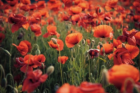 Flowers Red poppies blossom on wild field.の写真素材