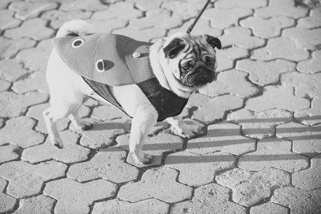 Dog or pugdog in red coat walk on pavementの写真素材
